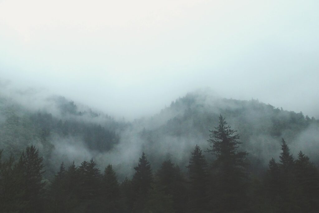A walk in the forest