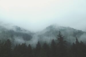 A walk in the forest