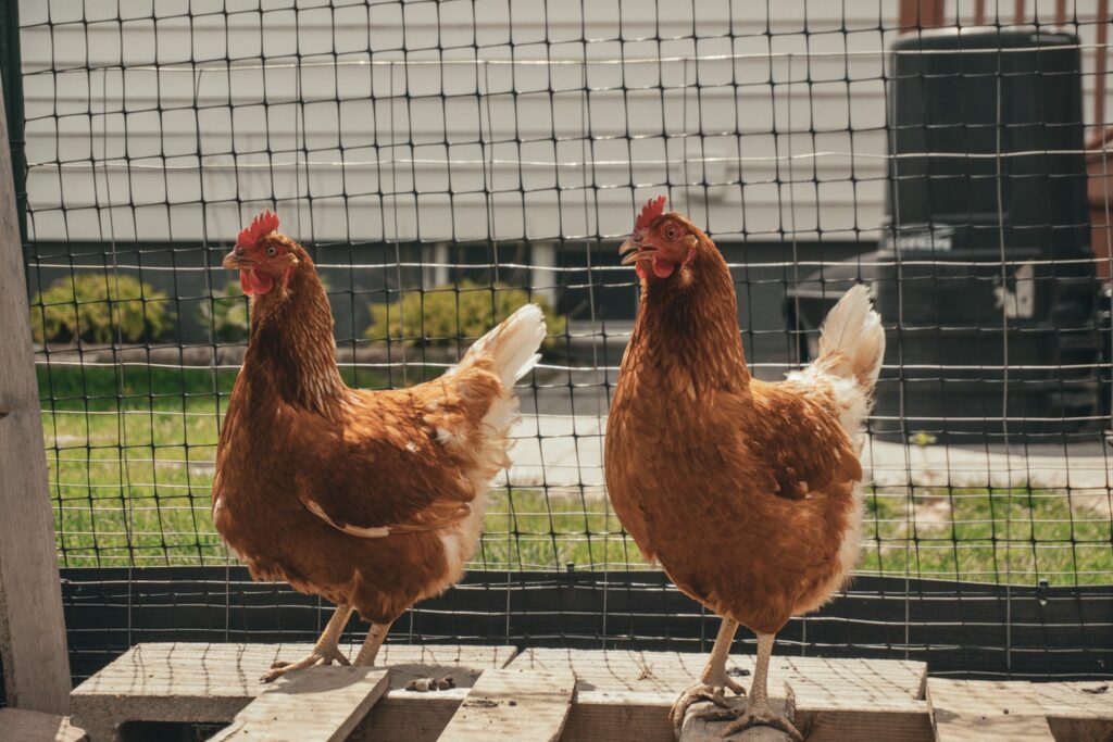 A couple of chickens standing on top of a wooden platform