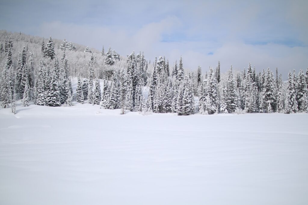 While snowshoeing through the snow-covered mountains of Utah, we were presented with beautiful scenery in every direction. This shot is of a frozen lake with three to four feet of snow atop it and thousands of beautiful evergreens bearing the heavy weight of the snow in the background. I love the blue skies that tied it all together.