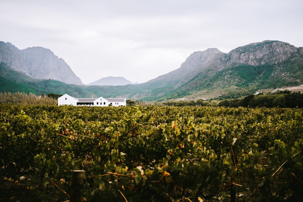 Tasting wines in South-Africa