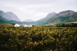 Tasting wines in South-Africa