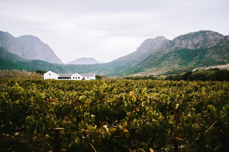 Tasting wines in South-Africa